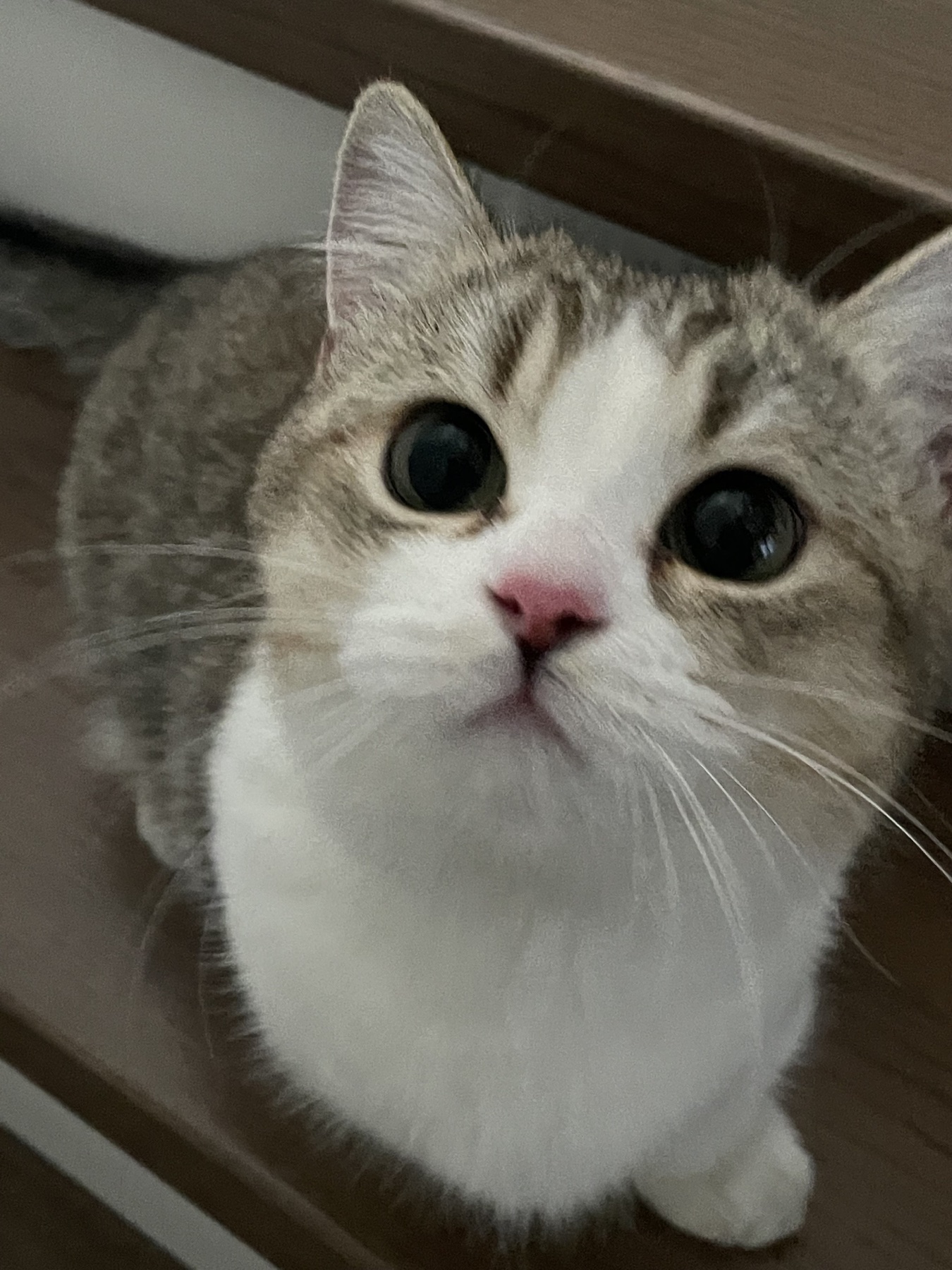 A curious gray and white cat looking closely at the camera
