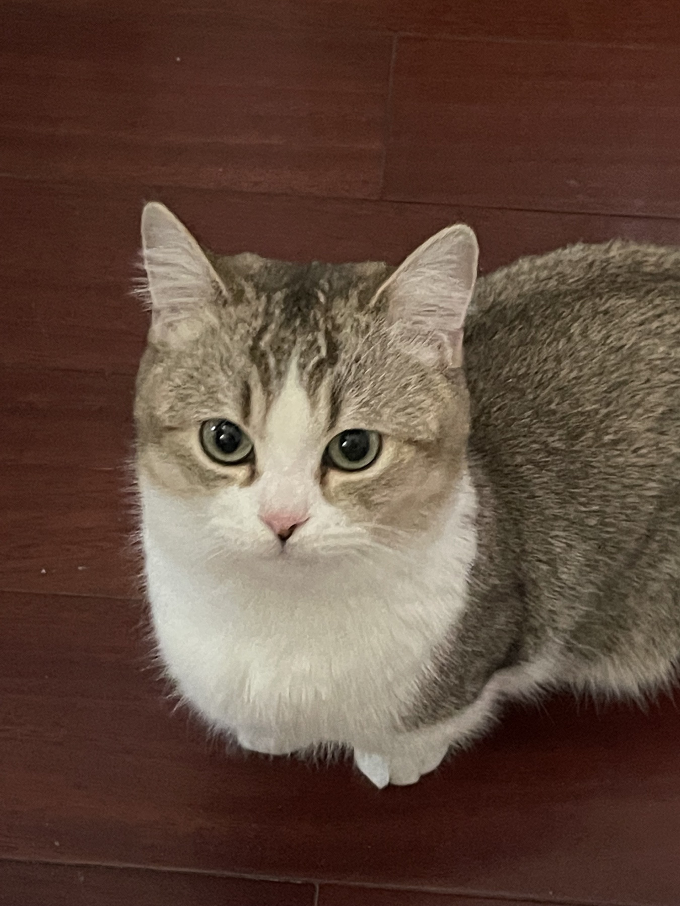 A gray and white cat gazing upward on a wooden floor