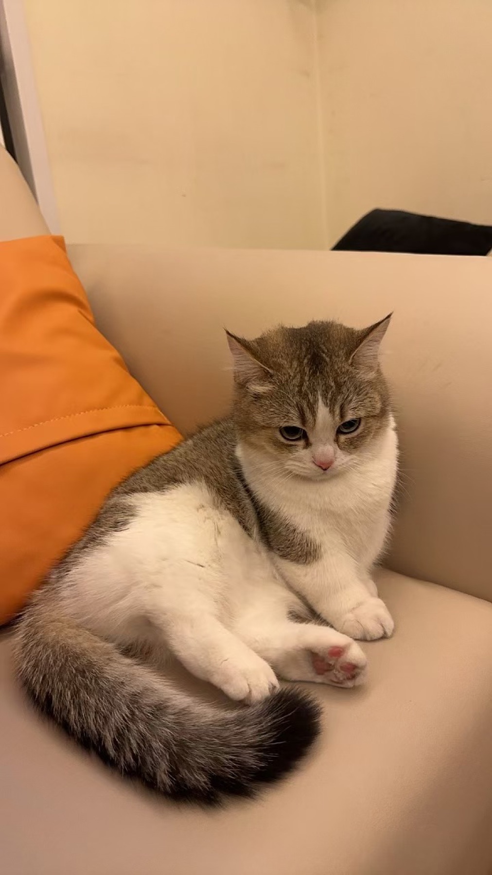 A gray and white cat sitting thoughtfully on a sofa